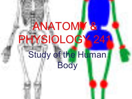 ANATOMY & PHYSIOLOGY 241 Study of the Human Body.