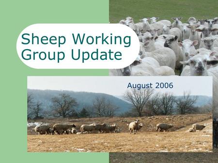 Sheep Working Group Update June 2006 August 2006.