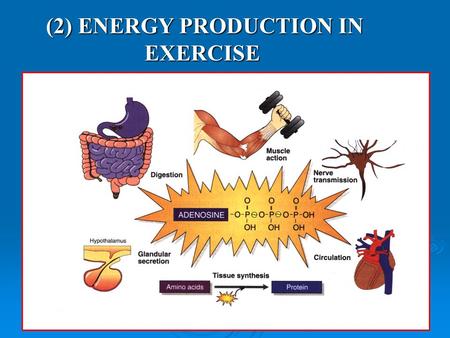(2) ENERGY PRODUCTION IN EXERCISEKUORMITUKSESSA. 1.Immediate energy stores 2.Anaerobic glykolysis 3.Aerobic energy production.