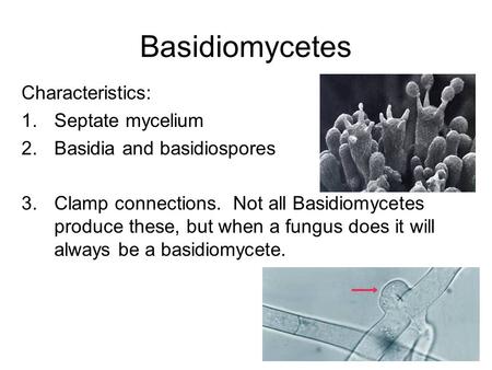 Basidiomycetes Characteristics: Septate mycelium