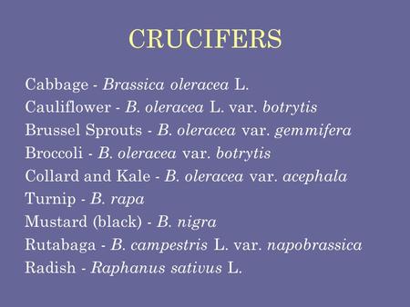 CRUCIFERS Cabbage - Brassica oleracea L.