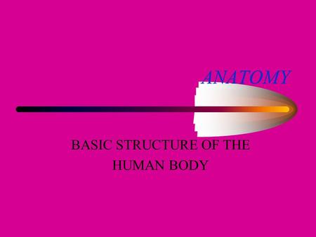 ANATOMY BASIC STRUCTURE OF THE HUMAN BODY IS AN EFFICIENTAND ORGANIZED MACHINE.