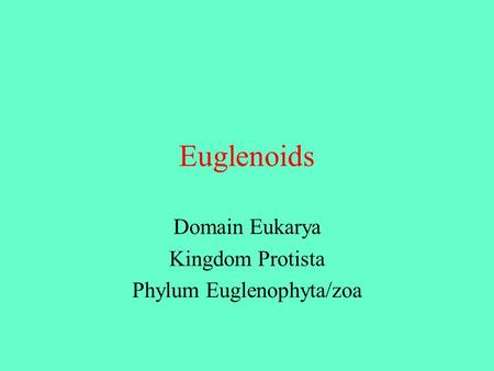 Domain Eukarya Kingdom Protista Phylum Euglenophyta/zoa
