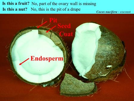 Pit Seed Coat Endosperm Is this a fruit?