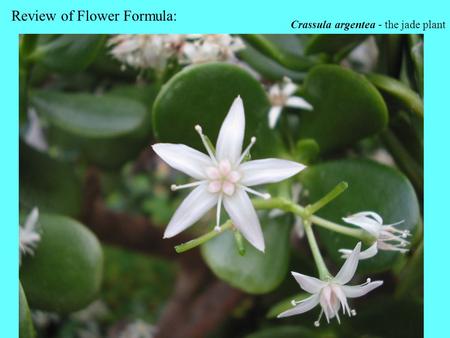 Review of Flower Formula: