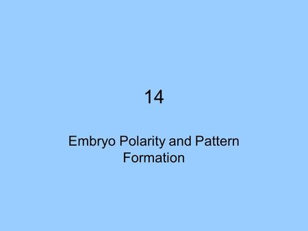 Embryo Polarity and Pattern Formation