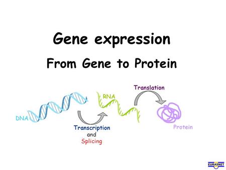 Gene expression From Gene to Protein