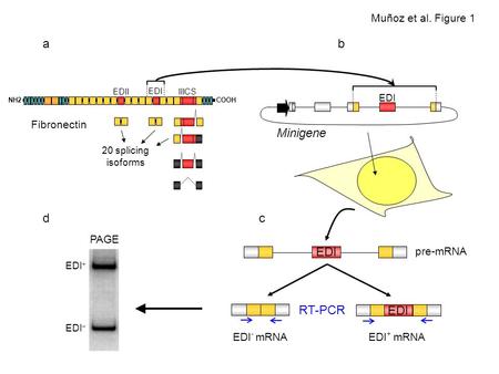 EDI - mRNAEDI + mRNA EDI pre-mRNA RT-PCR NH2 COOH EDI EDII IIICS 20 splicing isoforms PAGE EDI Minigene EDI Fibronectin Muñoz et al. Figure 1 ab cd.