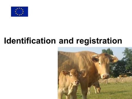 Identification and registration. EU principles: why identification is crucial Traceability of movements Disease surveillance and control Payment of subsidies.