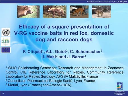 Towards the elimination of rabies in Eurasia, Paris, 27-30 May 2007 1 Efficacy of a square presentation of V-RG vaccine baits in red fox, domestic dog.