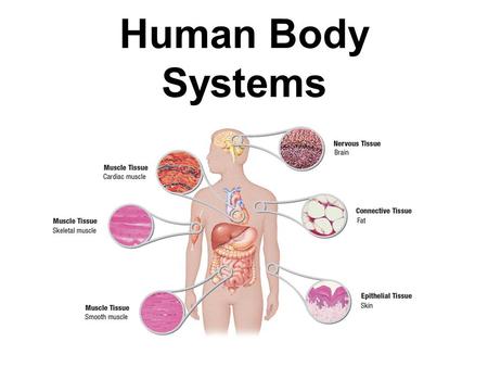 Human Body Systems.