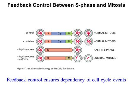 Feedback Control Between S-phase and Mitosis