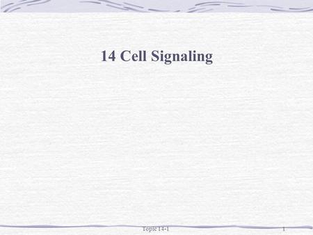 Topic 14-11 14 Cell Signaling. Topic 14-12 Focus on higher order vertebrates Multiple levels of cell signaling Endocrine Cells producing signaling factors.