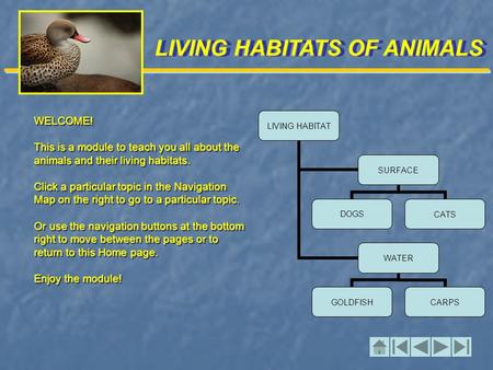 LIVING HABITATS OF ANIMALS WELCOME! This is a module to teach you all about the animals and their living habitats. Click a particular topic in the Navigation.