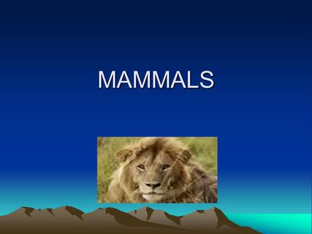 MAMMALS. MAMMALS Mammals (formally Mammalia) are a class of vertebrate, air- breathing animals whose females are characterized by the possession of mammary.