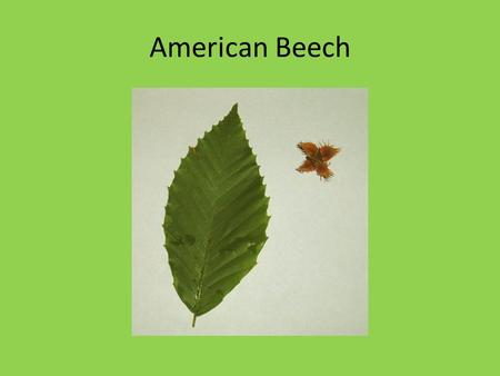 American Beech. American Chestnut American Elderberry.