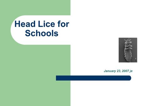 Head Lice for Schools January 23, 2007 je.