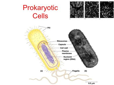 Prokaryotic Cells.