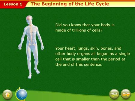 The Beginning of the Life Cycle