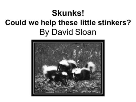 Skunks! Could we help these little stinkers? By David Sloan