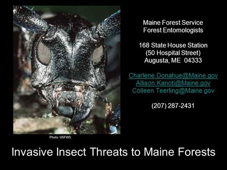 Springvale, ME Feb 26, 2009 Invasive Insect Threats to Maine Forests Maine Forest Service Forest Entomologists 168 State House Station (50 Hospital Street)
