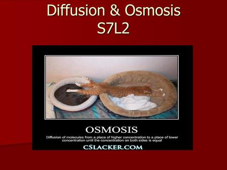 Diffusion & Osmosis S7L2.