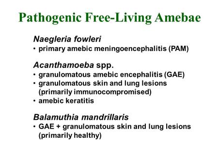 Pathogenic Free-Living Amebae