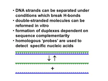 DNA strands can be separated under conditions which break H-bonds