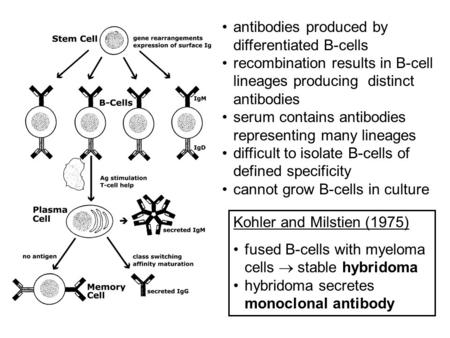 antibodies produced by differentiated B-cells