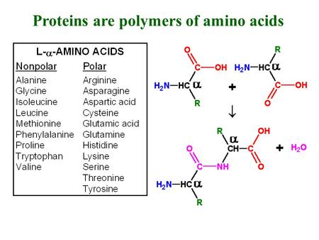 Proteins are polymers of amino acids. Interactions between side chain groups will promote or restrict certain conformations. Protein conformation will.