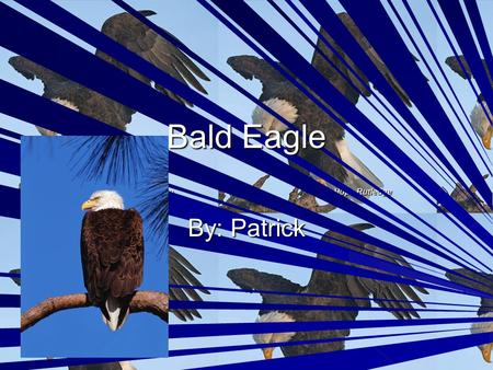 Bald Eagle By: Patrick. What it eats Small prey like mice rabbits and other birds like other eagles eaglets. Small prey like mice rabbits and other birds.