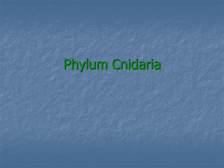 Phylum Cnidaria.