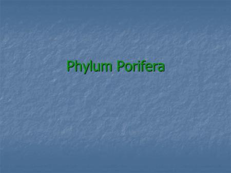 Phylum Porifera.