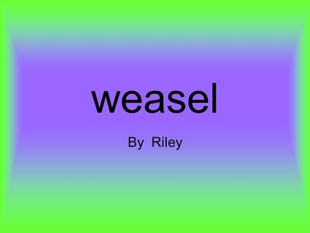 weasel By Riley 5 interesting facts Weasels are long and slender animals with long necks and short legs. They also have short tails They have large black.