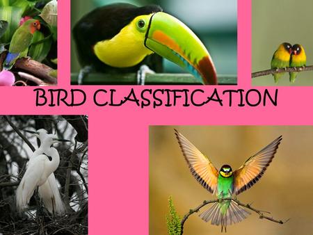 BIRD CLASSIFICATION.