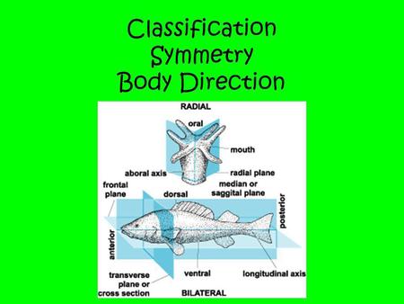 Classification Symmetry Body Direction