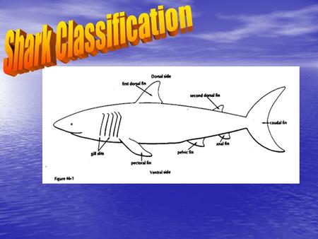 Shark Classification.