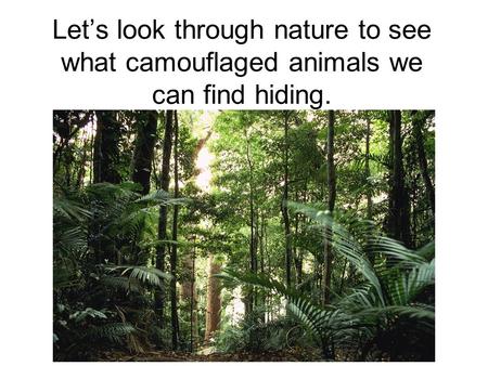 Lets look through nature to see what camouflaged animals we can find hiding.