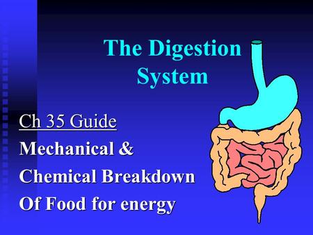 The Digestion System Ch 35 Guide Mechanical & Chemical Breakdown Of Food for energy.