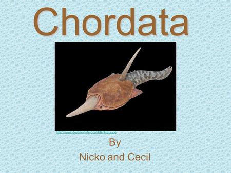 Chordata http://www.devonianlife.com/Pteraspis.jpg By Nicko and Cecil.