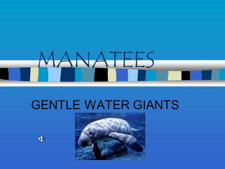 MANATEES GENTLE WATER GIANTS. BEHAVIOR They do not fight with each other. They are extremely gentle. They communicate by squealing.