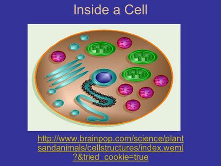 Inside a Cell http://www.brainpop.com/science/plantsandanimals/cellstructures/index.weml?&tried_cookie=true.