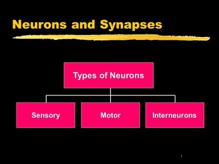 Neurons and Synapses Types of Neurons Sensory Motor Interneurons