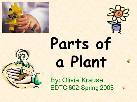 By: Olivia Krause EDTC 602-Spring 2006 Parts of a Plant.