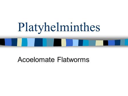 Platyhelminthes Acoelomate Flatworms.