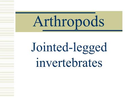 Jointed-legged invertebrates