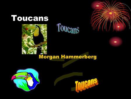 Toucans Toucans Morgan Hammerberg Toucans.