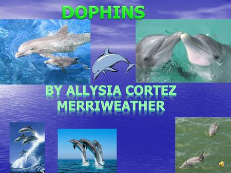 DOPHINS By Allysia cortez Merriweather.