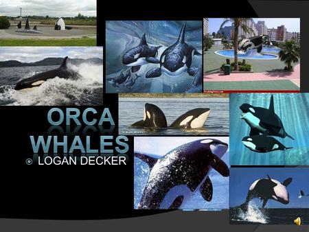 Orca whales r Logan LOGAN DECKER.