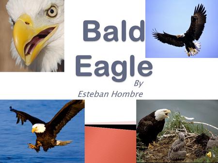 Bald Eagle By Esteban Hombre.